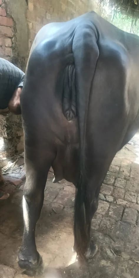 Nili Buffalo in  UTTAR PRADESH