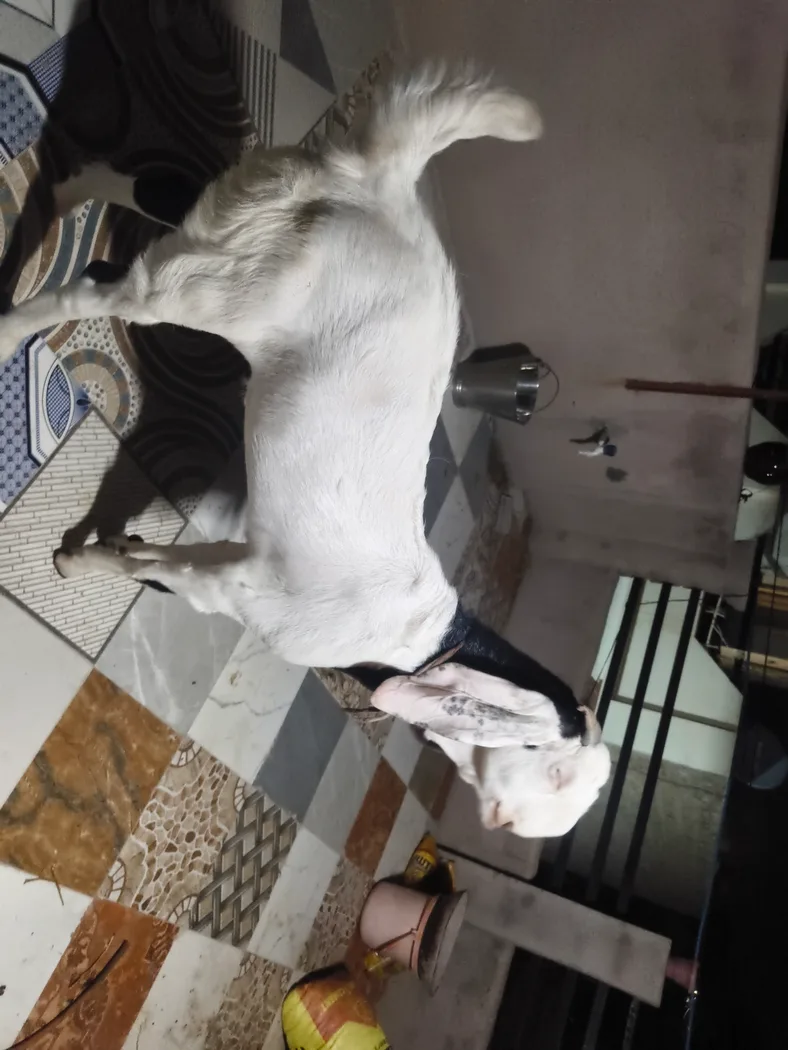 Sojat Goat in  RAJASTHAN