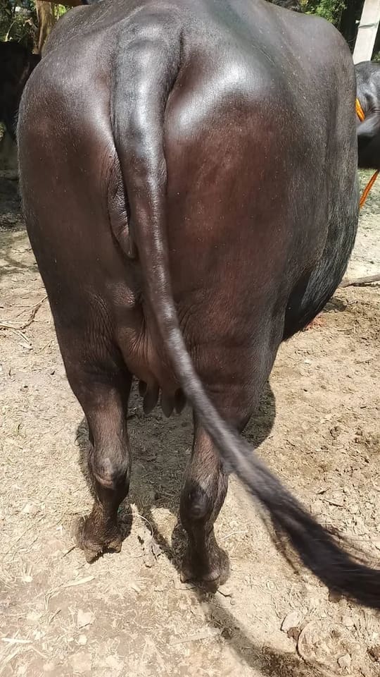 Murrah Buffalo in  UTTAR PRADESH