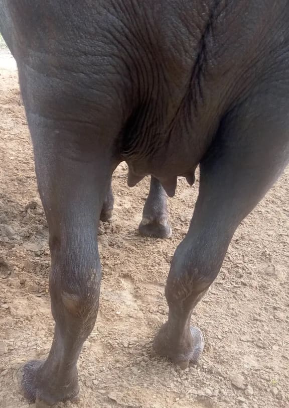 Murrah Buffalo in  RAJASTHAN