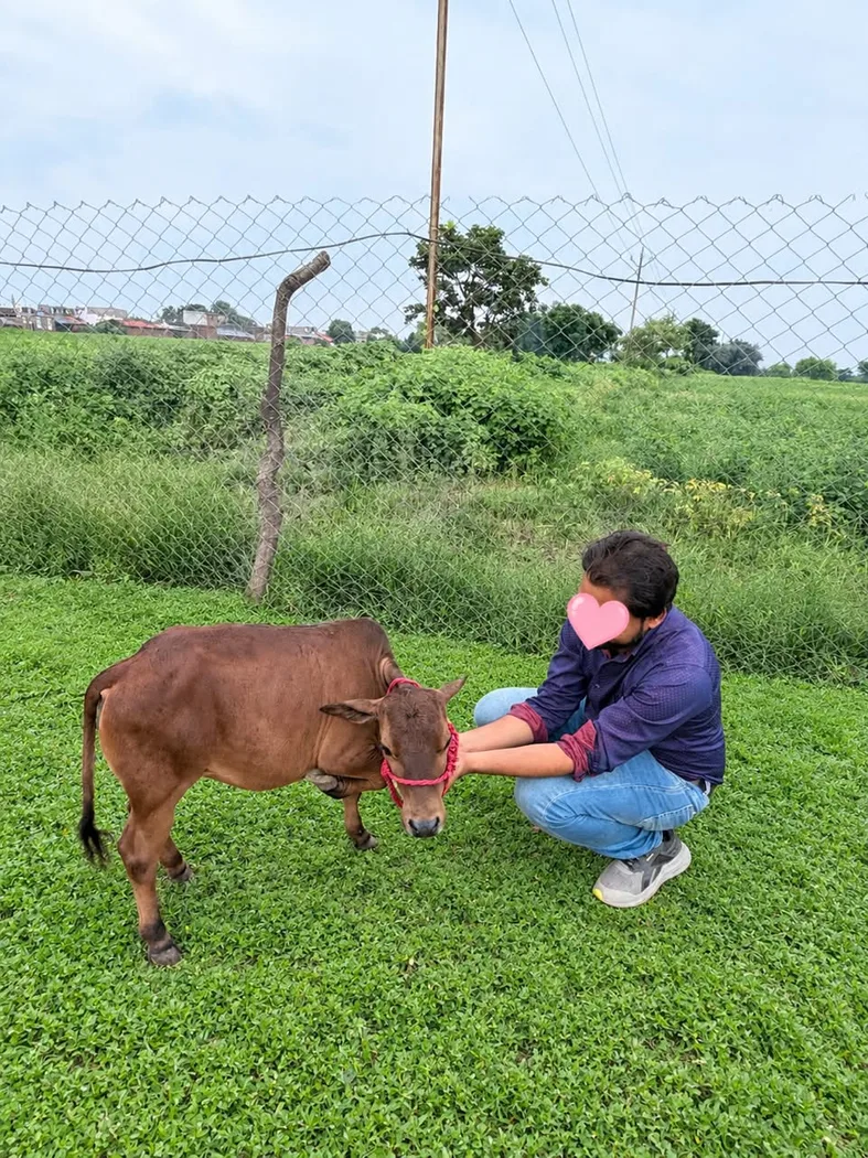 Punganur  Cow in  MAHARASHTRA