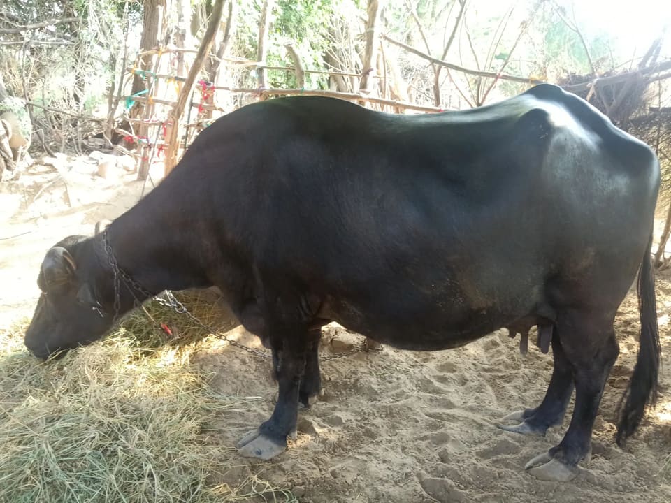 Murrah Buffalo M5137 in  RAJASTHAN