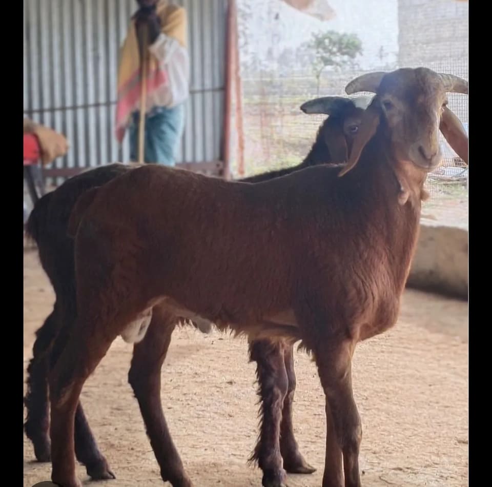 Coimbatore  Sheep in  ANDHRA PRADESH