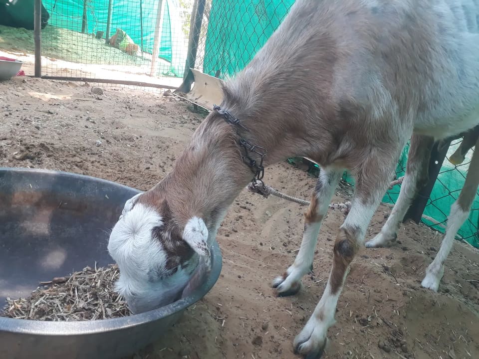 Sirohi Goat O0251 in  RAJASTHAN