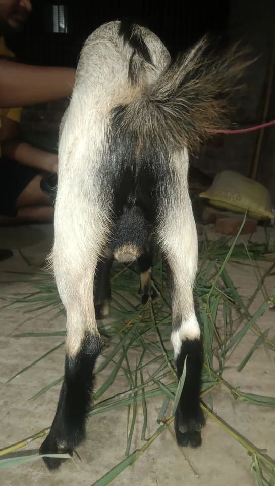 Black Bengal Goat in JHARKHAND