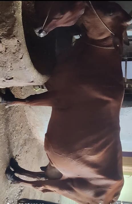 Gir Cow in  BIHAR