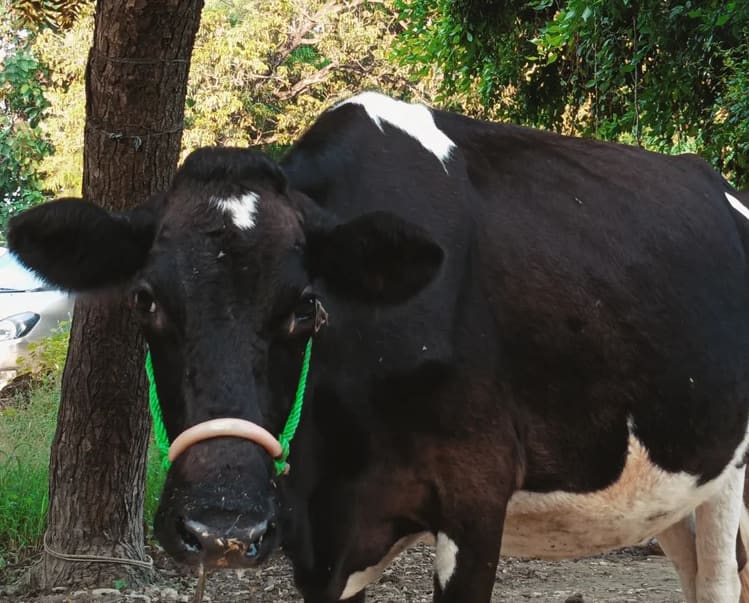 HF Cow in  UTTAR PRADESH