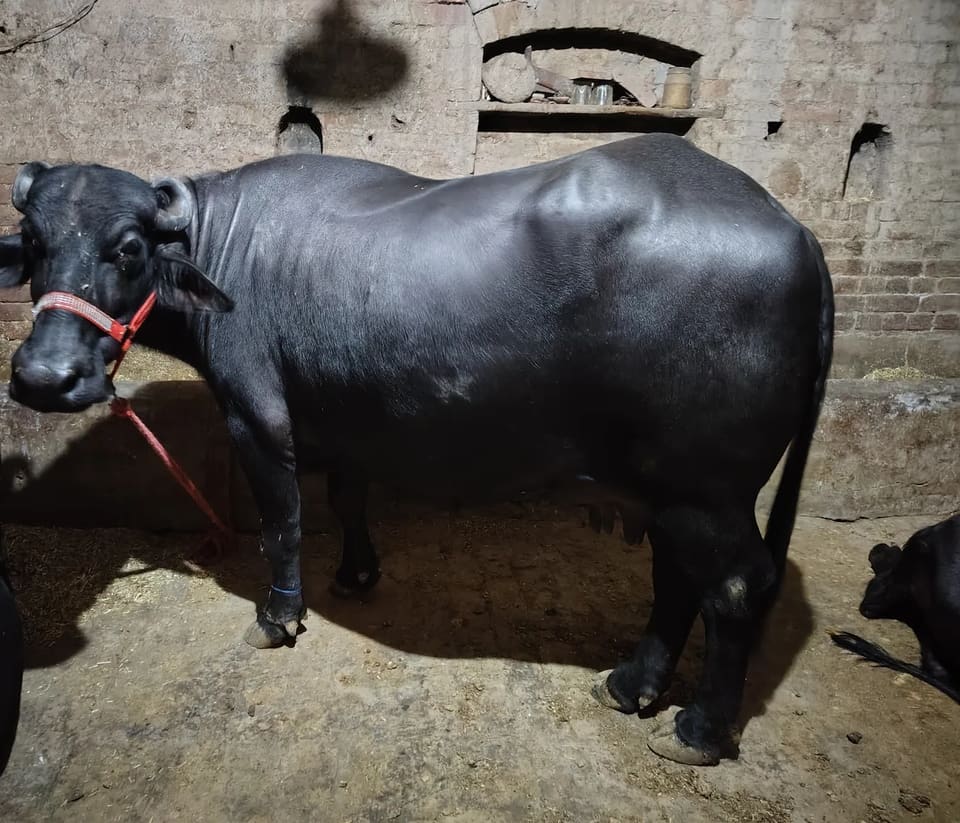 Murrah Buffalo M5289 in  HARYANA