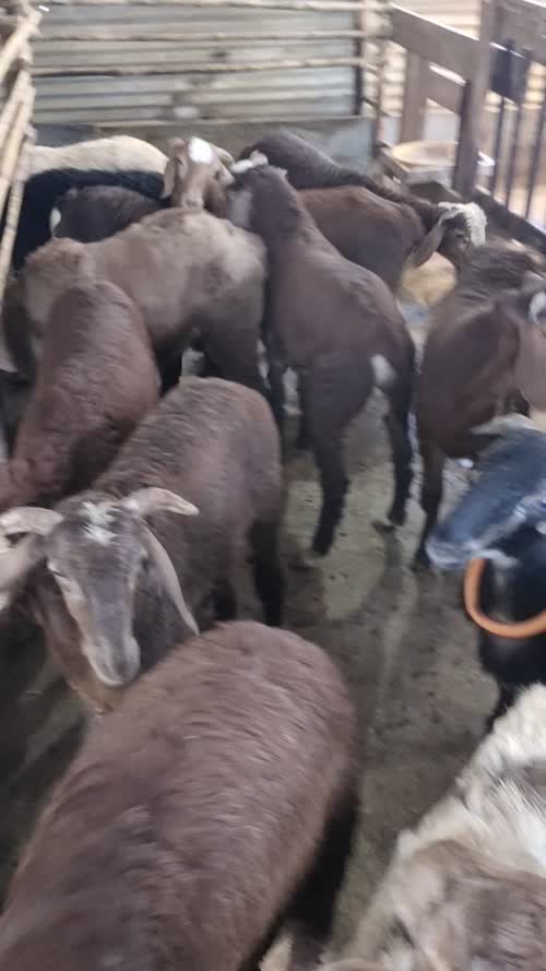 Sindhanoor Sheep S0220 in  KARNATAKA