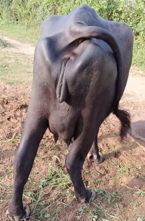 Murrah Buffalo in  RAJASTHAN