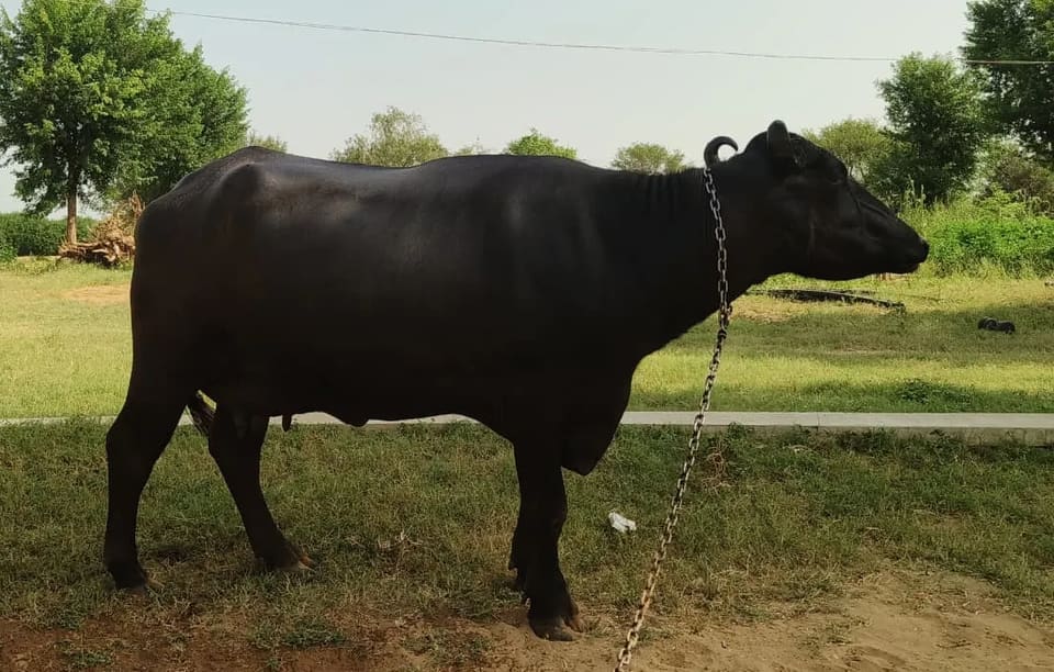 Murrah Buffalo M4858 in  RAJASTHAN