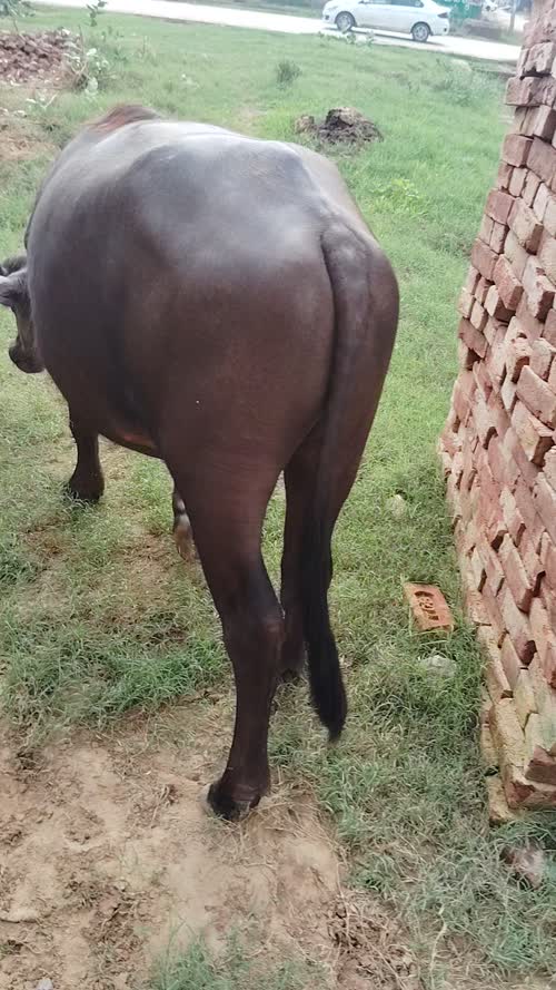 Murrah Buffalo M4701 in  HARYANA