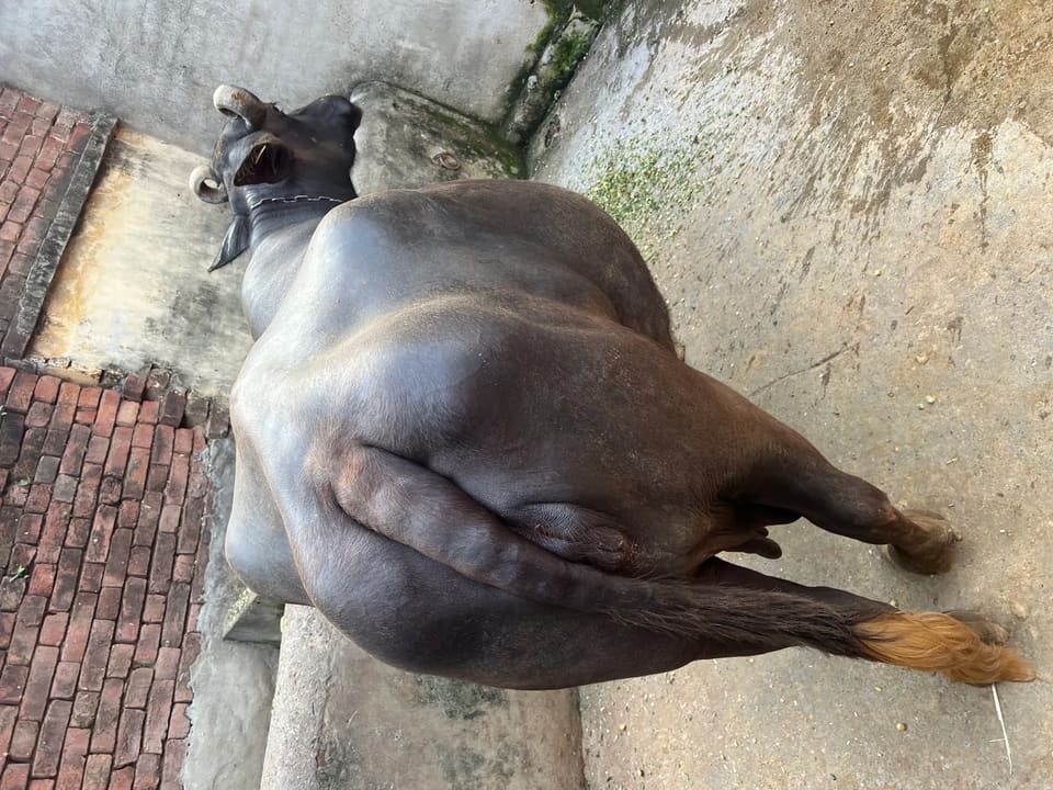 Others Buffalo in  UTTAR PRADESH