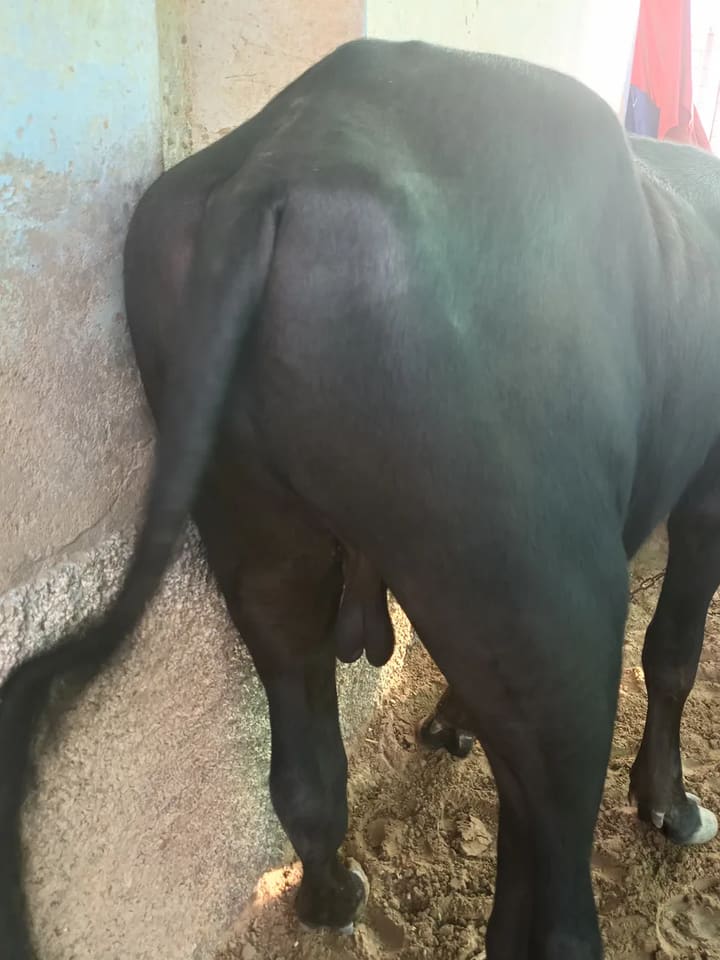 Others Buffalo in  RAJASTHAN