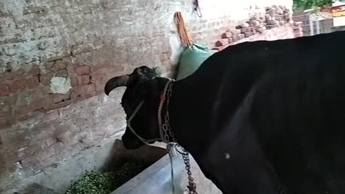 HF Cow H3093 in  UTTAR PRADESH