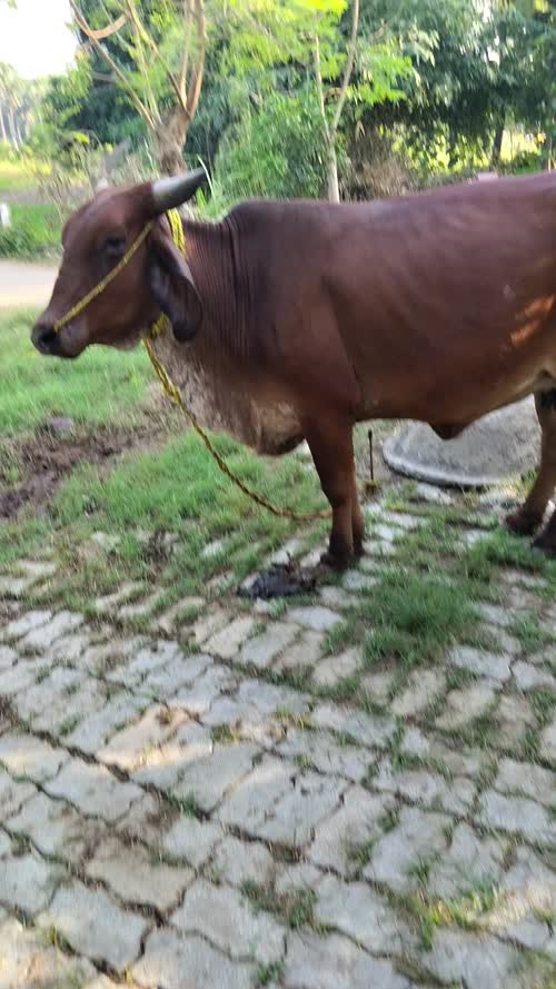 Gir Cow G2182 in  BIHAR