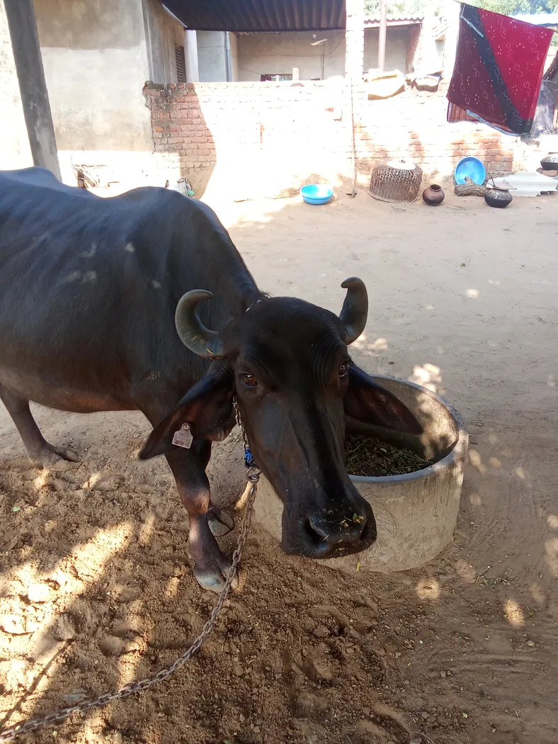 Others Buffalo in  RAJASTHAN