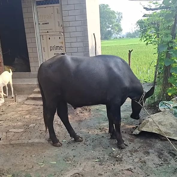 Others Others in  UTTAR PRADESH