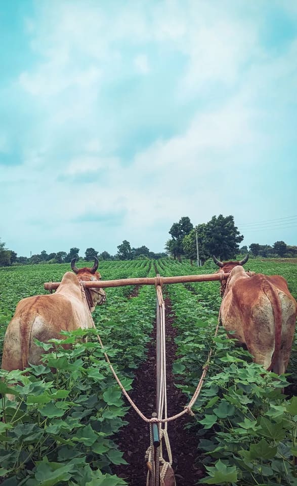 गावरान बैल O0951 in  MAHARASHTRA