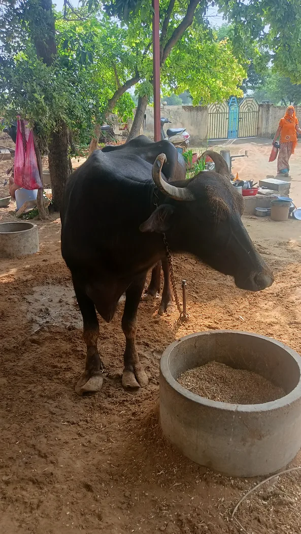 Surti Buffalo in  RAJASTHAN