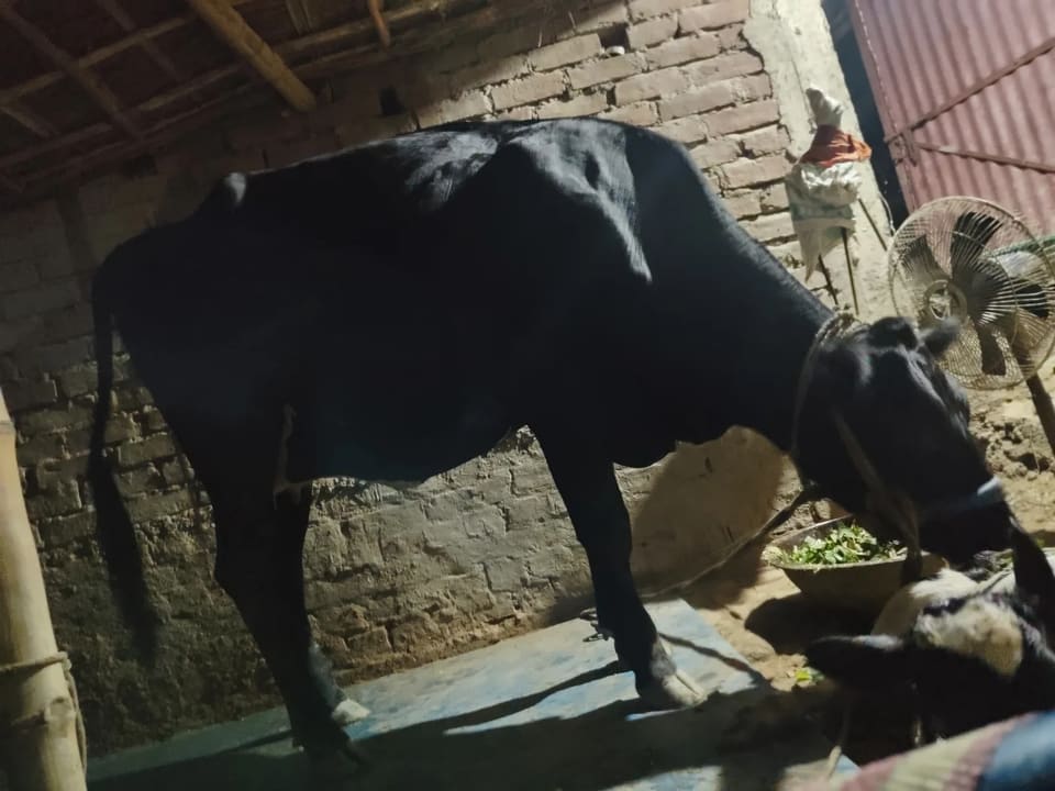HF Cow in  BIHAR