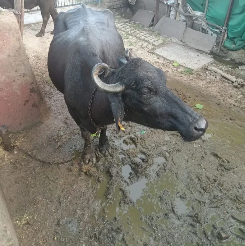 Banni  Buffalo B0565 in  RAJASTHAN