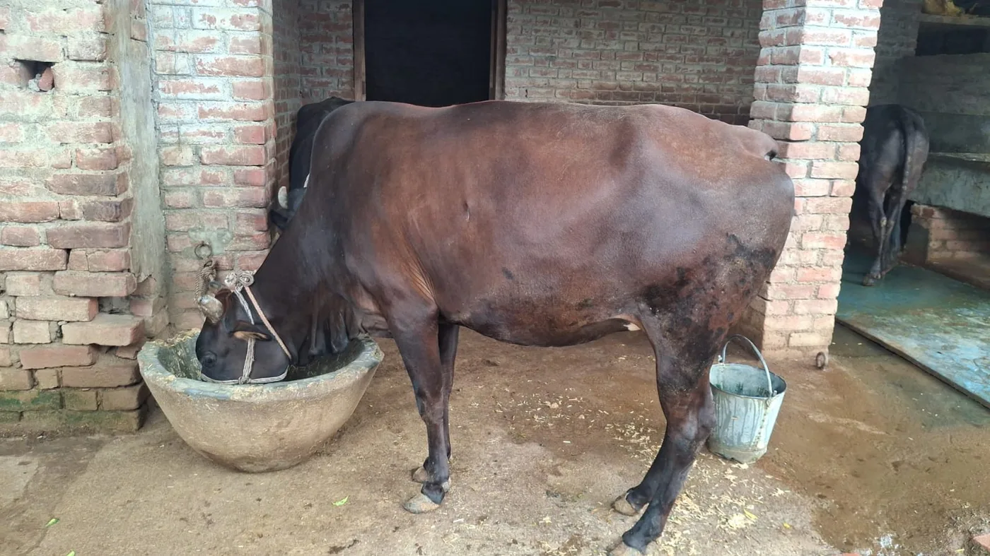 Sahiwal hf cross Cow O0580 in  UTTAR PRADESH