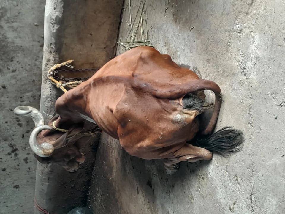 Vilwadri Cow in  GUJARAT