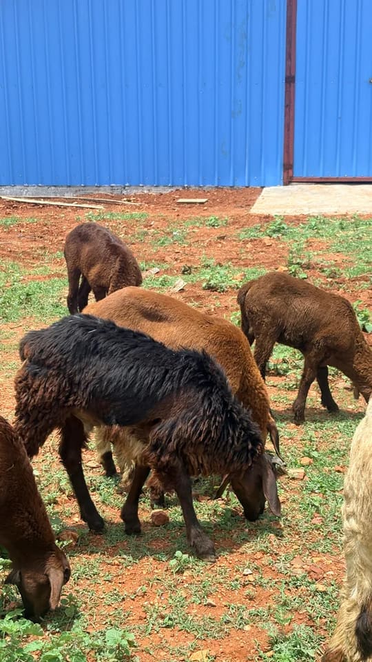Sindhanoor Sheep in  KARNATAKA