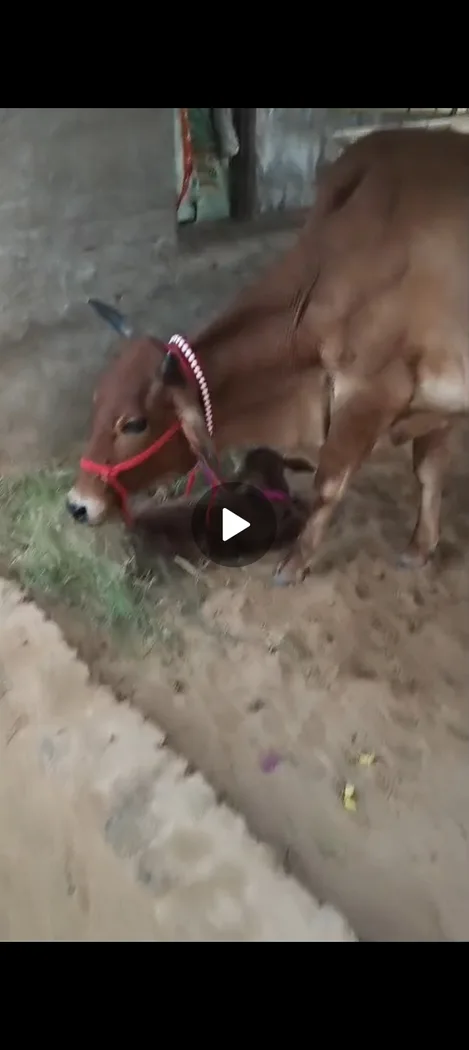 Sahiwal Cow S2004 in  HARYANA