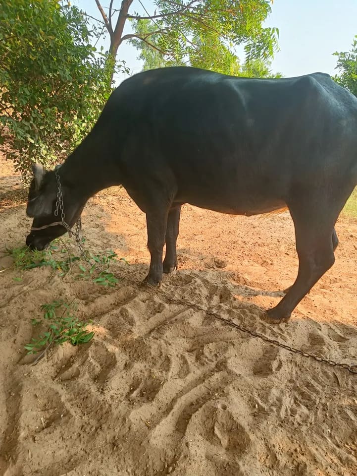 Others Buffalo in  RAJASTHAN