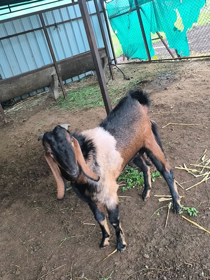 Beetal Goat B0488 in  MAHARASHTRA