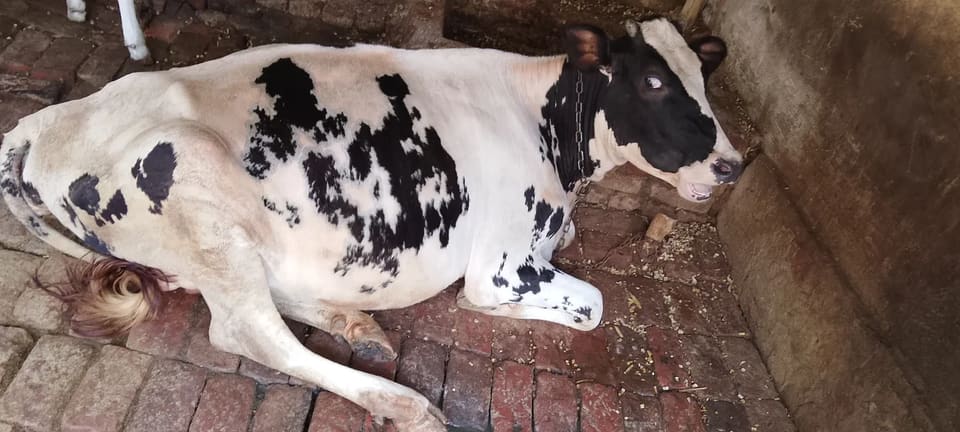 HF Cow in  UTTAR PRADESH