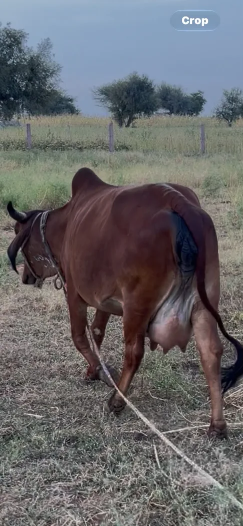 Gir Cow in  RAJASTHAN