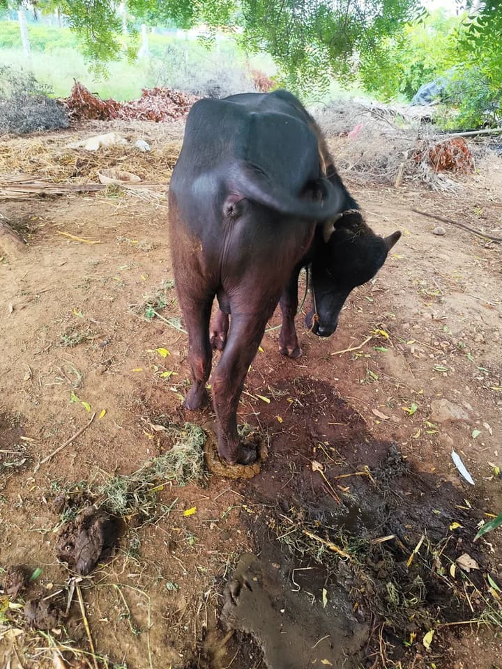 Murrah Buffalo M5311 in  TAMIL NADU