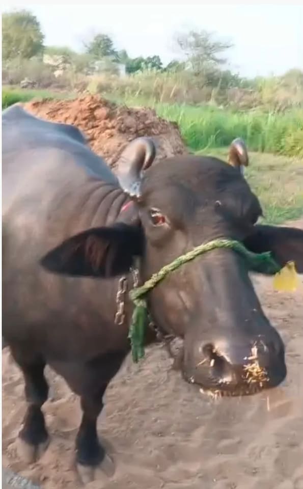 Murrah Buffalo M5039 in  RAJASTHAN