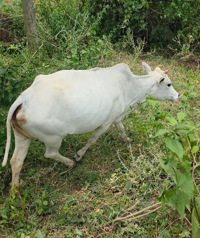 Punganur  Cow in  ANDHRA PRADESH