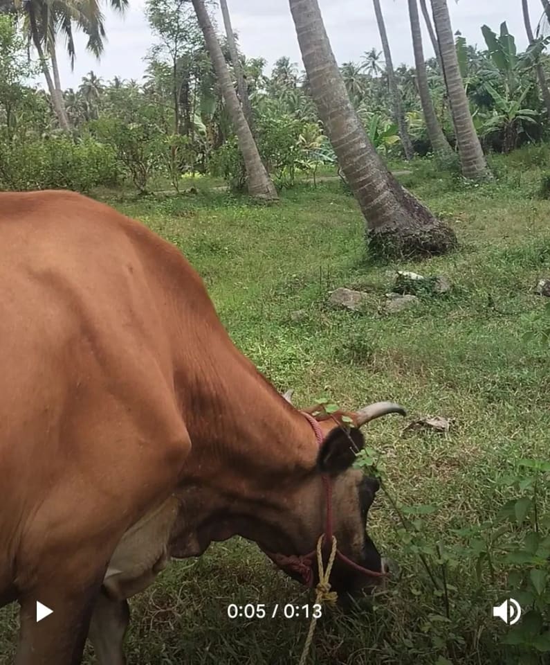 Naatu maadu maadu O0604 in  TAMIL NADU