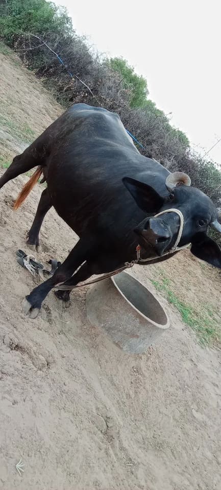 Murrah Buffalo in  RAJASTHAN