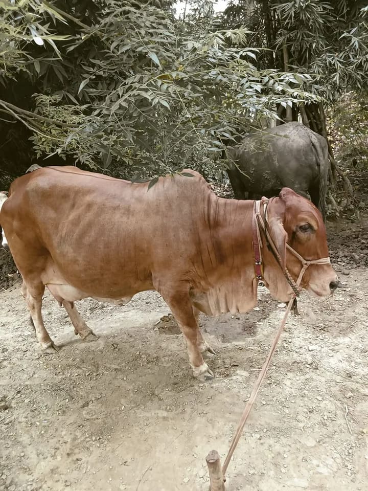 Jersey Heifer Cow J1522 in  UTTAR PRADESH