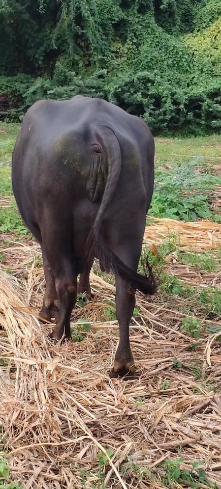 Others Buffalo in  GUJARAT