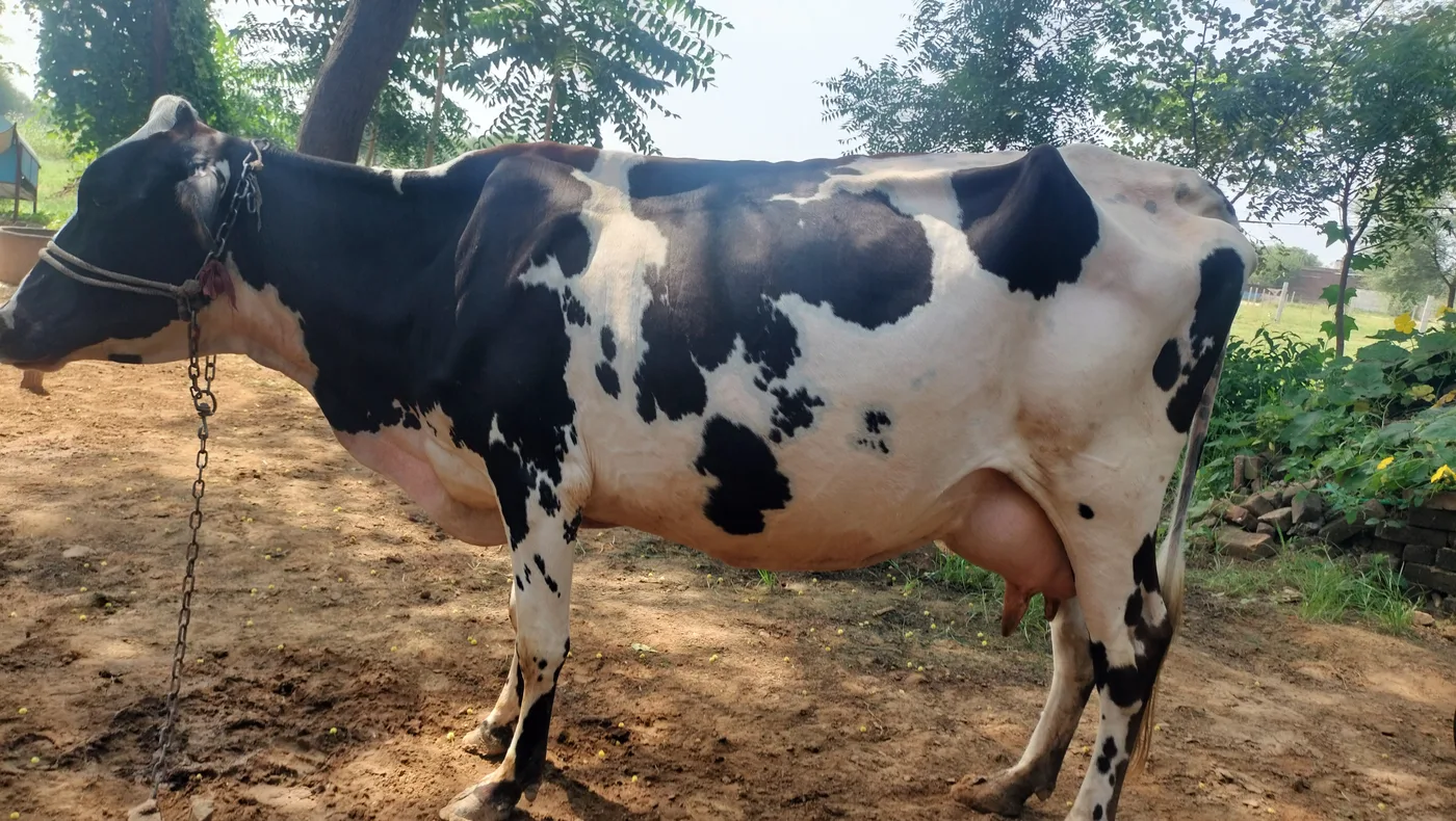 HF Cow in  RAJASTHAN