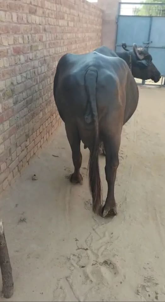 Murrah Buffalo M5150 in  RAJASTHAN