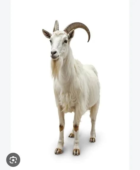 Sheep Goat O0258 in  ANDHRA PRADESH