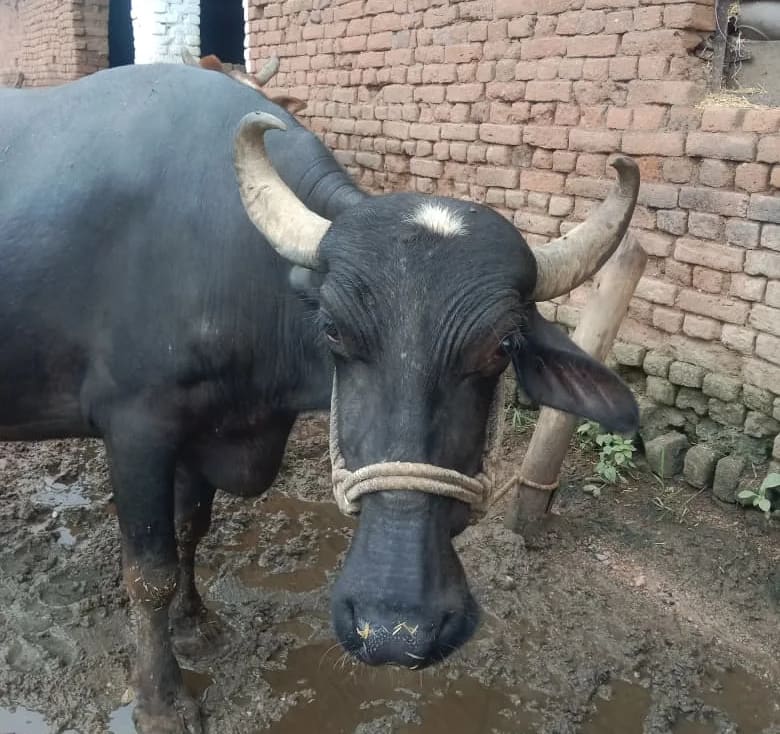 Others Buffalo in  MADHYA PRADESH