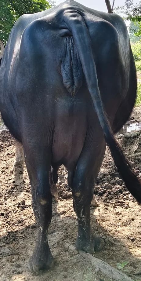 Banni  Heifer Buffalo B0572 in  UTTAR PRADESH
