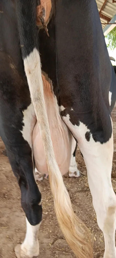 HF Cow in  RAJASTHAN