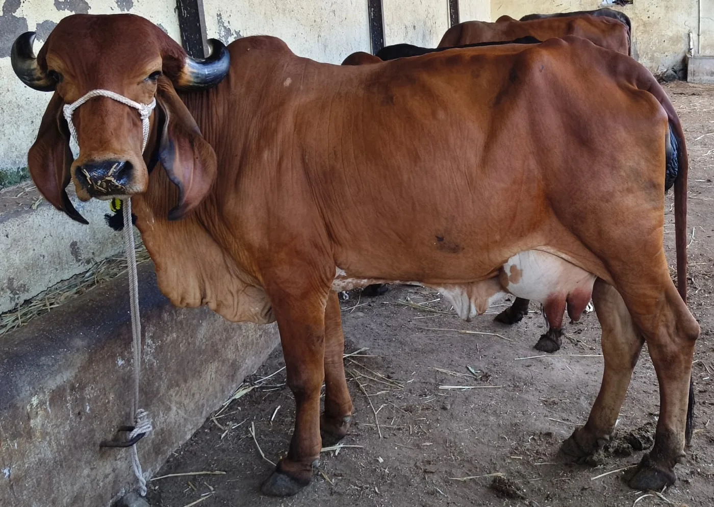 Gir Cow G2152 in  MAHARASHTRA