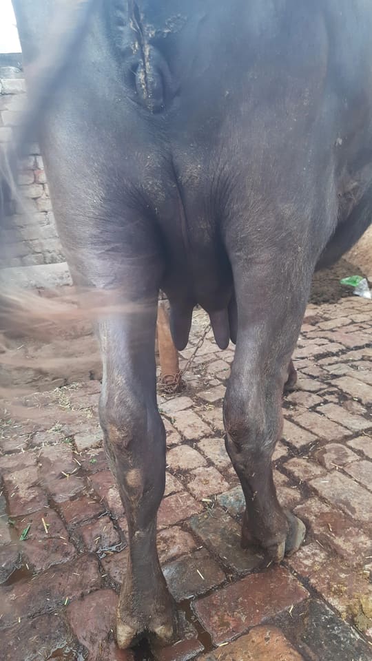 Others Buffalo in  PUNJAB