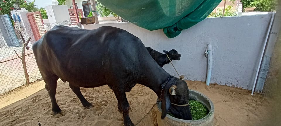 Others Buffalo in  RAJASTHAN